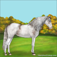 Horse Color:White Spotted Silver Bay 