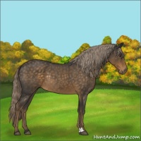 Horse Color:Chocolate Palomino Roan Rabicano