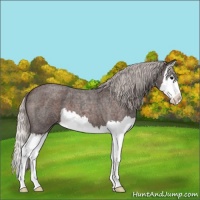 Horse Color:Silver Brown Roan Splash 