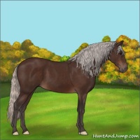 Horse Color:Silver Brown 