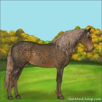 Horse Color:Chocolate Palomino
