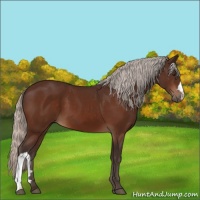Horse Color:Silver Brown 
