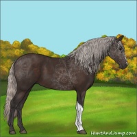 Horse Color:Silver Brown 