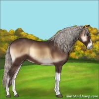 Horse Color:Silver Brown Onyx 