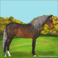 Horse Color:Silver Buckskin 