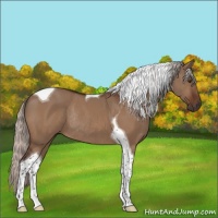 Horse Color:Silver Bay Dun Tobiano Rabicano
