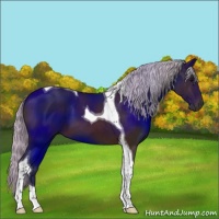 Horse Color:Silver Brown Tobiano 