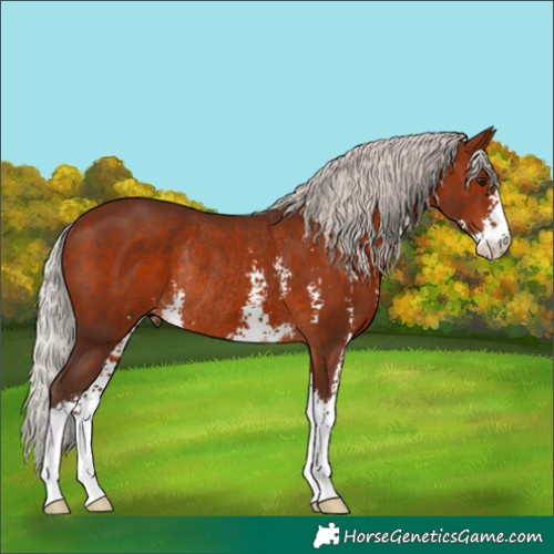 Horse Color:Silver Bay Sabino Rabicano 