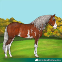 Horse Color:Silver Bay Sabino Rabicano 