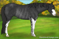 Horse Color:Liver Chestnut Sabino Rabicano