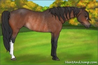 Horse Color:Bay Rabicano 