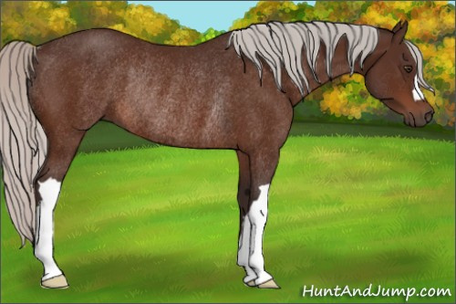 Horse Color:Silver Brown Rabicano 