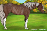 Horse Color:Silver Brown Rabicano 