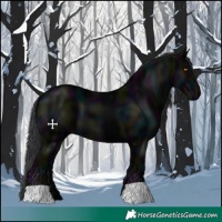 Horse Color:Midnight Black 