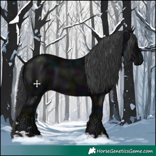 Horse Color:Midnight Black 