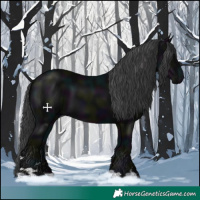 Horse Color:Midnight Black 
