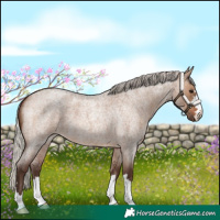 Horse Color:Silver Brown Roan Dun 