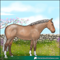 Horse Color:Silver Brown Dun 