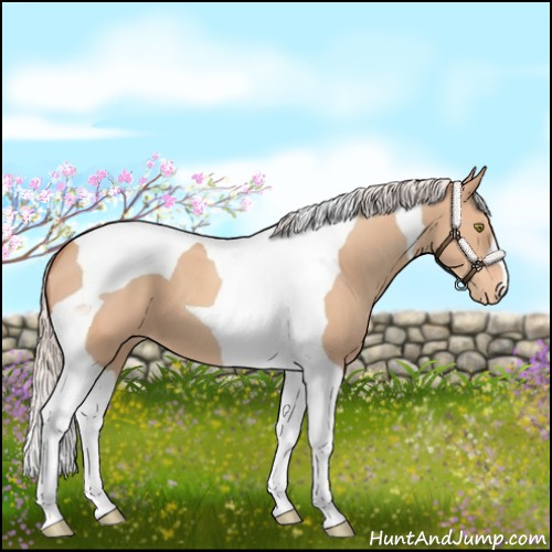 Horse Color:Silver Amber Champagne Tobiano Varnish