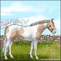 Horse Color:Silver Amber Champagne Tobiano Varnish 