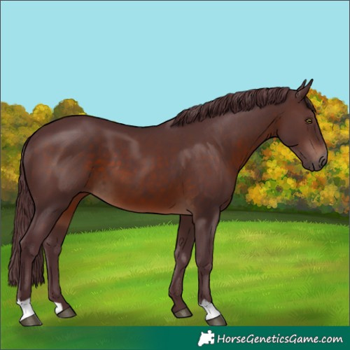 Horse Color:Chocolate Brown 