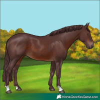 Horse Color:Chocolate Brown 