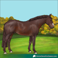 Horse Color:Chocolate Brown 