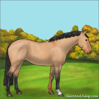 Horse Color:Bay Dun Brindle 