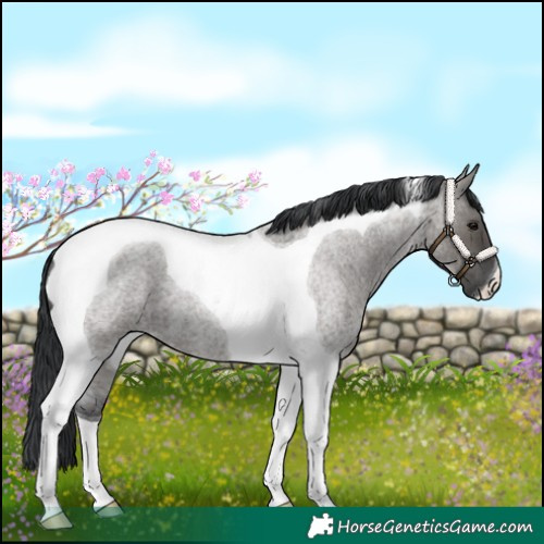 Horse Color:Grullo Roan Tobiano 