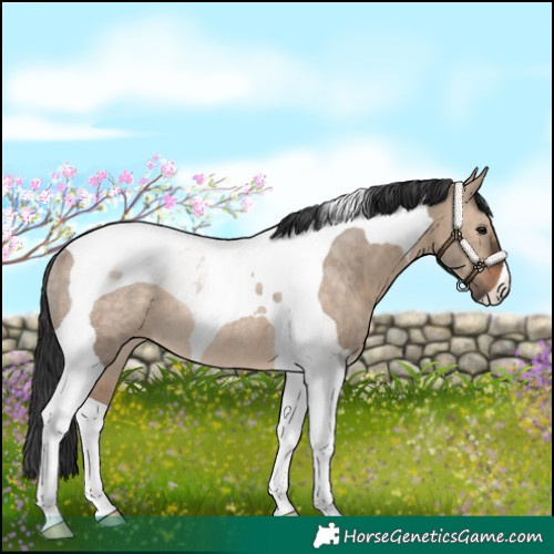 Horse Color:Brown Dun Tobiano Rabicano 