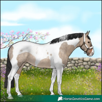 Horse Color:Brown Dun Tobiano Rabicano