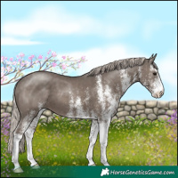 Horse Color:White Spotted Silver Black 