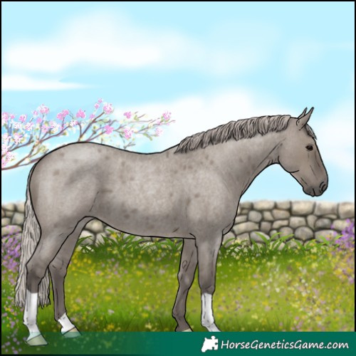 Horse Color:Silver Grullo Roan 