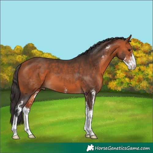 Horse Color:Bay Sabino 