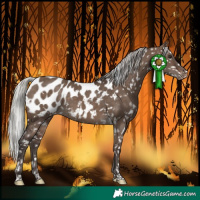 Horse Color:White Spotted Silver Brown Dun Near Leopard 