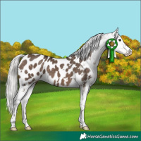 Horse Color:White Spotted Silver Brown Dun Appaloosa 