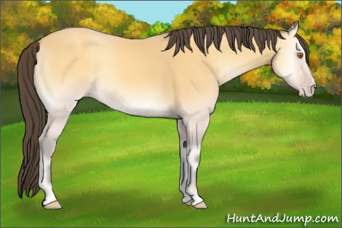 Horse Color:Amber Cream Champagne Onyx 