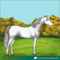 Horse Color:White Spotted Bay Fewspot 