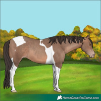 Horse Color:Sable Champagne Tobiano 