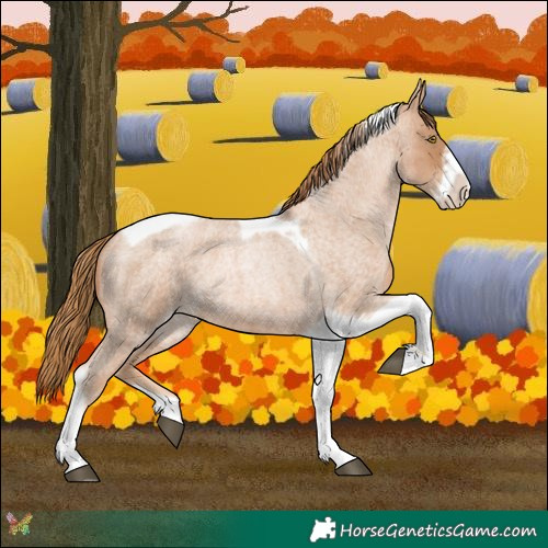 Horse Color:Red Roan Pearl Tobiano Frame 