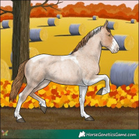 Horse Color:Red Roan Pearl Tobiano Frame 