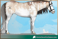 Horse Color:Bay Dun Sabino Splash 