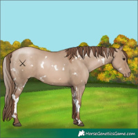 Horse Color:White Spotted Grullo Pearl 