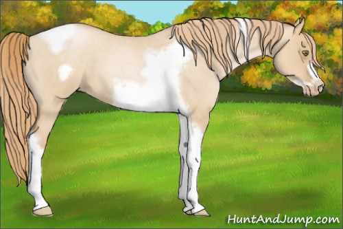Horse Color:Red Dun Roan Pearl Tobiano Frame 