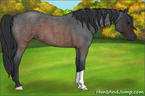 Horse Color:Brown Roan