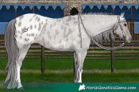 Horse Color:White Spotted Grullo Roan Appaloosa 