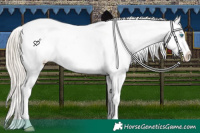 Horse Color:White Spotted Chocolate Palomino Pearl Sabino Appaloosa 
