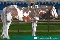 Horse Color:White Spotted Brown Splash 