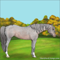 Horse Color:Brown Appaloosa 