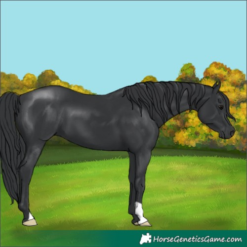 Horse Color:Black 